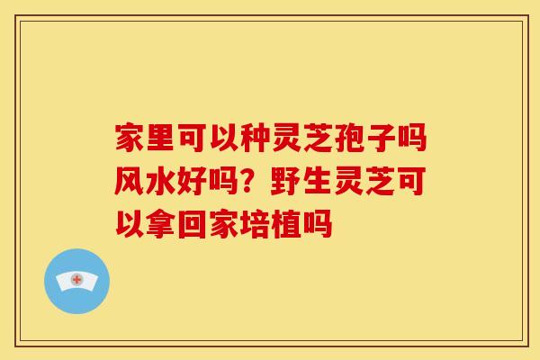 家里可以种灵芝孢子吗风水好吗?野生灵芝可以拿回家培植吗 家里可以种灵芝孢子吗风水好吗?野生灵芝可以拿回家培植吗