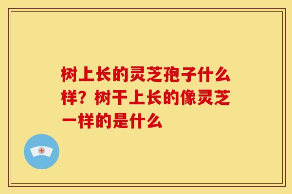 树上长的灵芝孢子什么样?树干上长的像灵芝一样的是什么 树上长的灵芝孢子什么样?树干上长的像灵芝一样的是什么