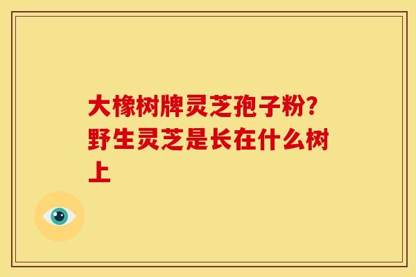大橡树牌灵芝孢子粉?野生灵芝是长在什么树上 大橡树牌灵芝孢子粉?野生灵芝是长在什么树上