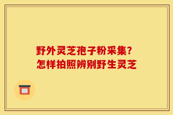 野外灵芝孢子粉采集?怎样拍照辨别野生灵芝 野外灵芝孢子粉采集?怎样拍照辨别野生灵芝