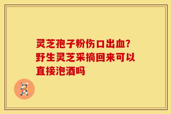灵芝孢子粉伤口出?野生灵芝采摘回来可以直接泡酒吗 灵芝孢子粉伤口出?野生灵芝采摘回来可以直接泡酒吗