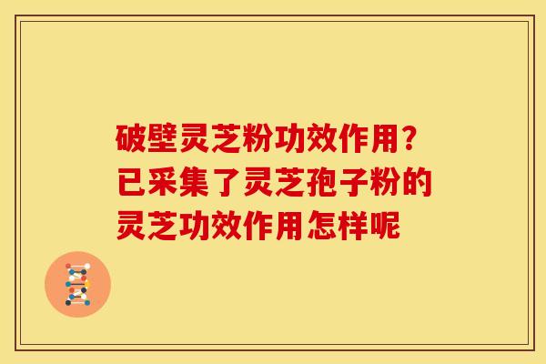 破壁灵芝粉功效作用?已采集了灵芝孢子粉的灵芝功效作用怎样呢 破壁灵芝粉功效作用?已采集了灵芝孢子粉的灵芝功效作用怎样呢