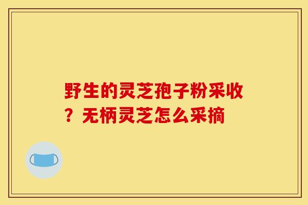 野生的灵芝孢子粉采收?无柄灵芝怎么采摘 野生的灵芝孢子粉采收?无柄灵芝怎么采摘