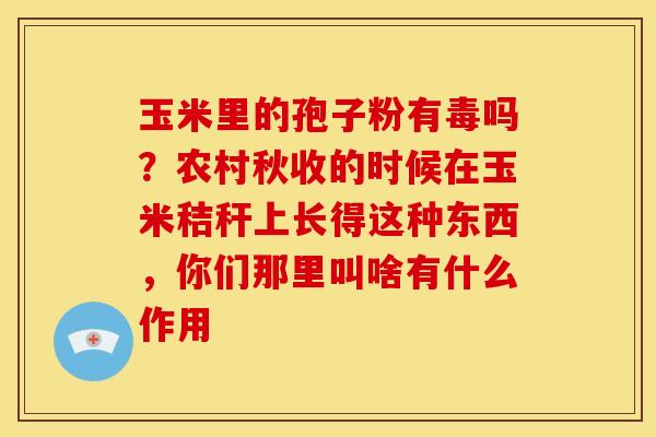 玉米里的孢子粉有毒吗?农村秋收的时候在玉米秸秆上长得这种东西,你们那里叫啥有什么作用 玉米里的孢子粉有毒吗?农村秋收的时候在玉米秸秆上长得这种东西,你们那里叫啥有什么作用