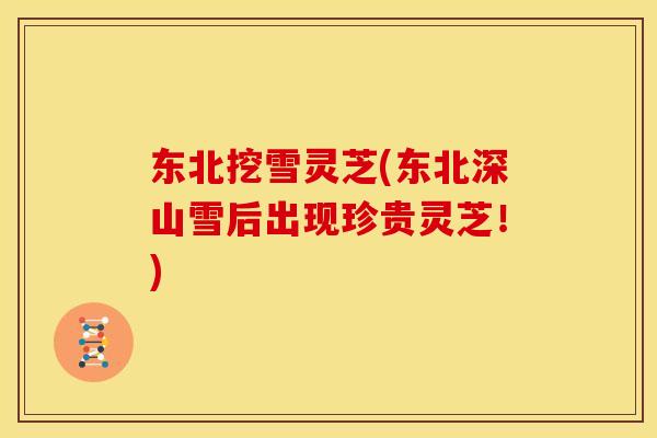 东北挖雪灵芝(东北深山雪后出现珍贵灵芝!) 东北挖雪灵芝(东北深山雪后出现珍贵灵芝!)