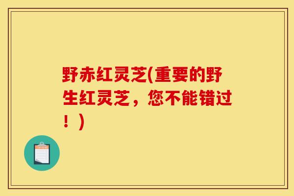 野赤红灵芝(重要的野生红灵芝,您不能错过!) 野赤红灵芝(重要的野生红灵芝,您不能错过!)