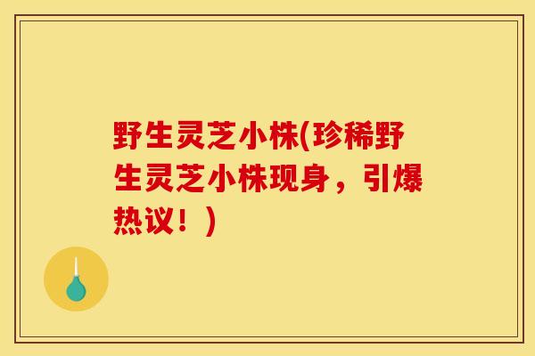 野生灵芝小株(珍稀野生灵芝小株现身,引爆热议!) 野生灵芝小株(珍稀野生灵芝小株现身,引爆热议!)