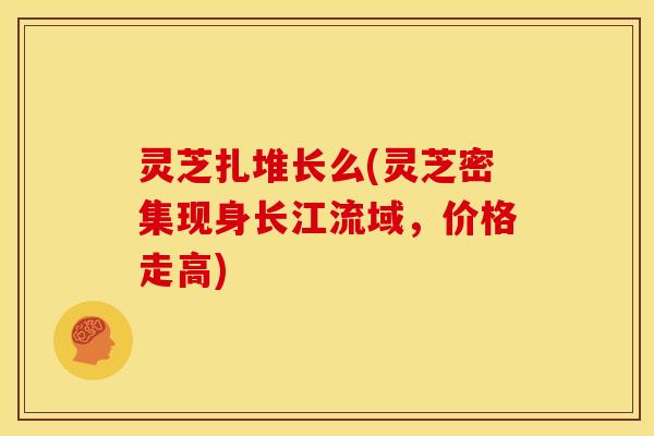 灵芝扎堆长么(灵芝密集现身长江流域,价格走高) 灵芝扎堆长么(灵芝密集现身长江流域,价格走高)