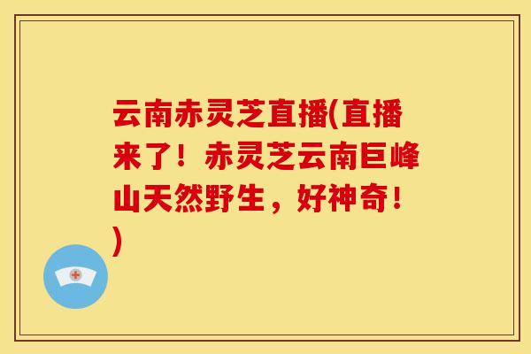云南赤灵芝直播(直播来了!赤灵芝云南巨峰山天然野生,好神奇!) 云南赤灵芝直播(直播来了!赤灵芝云南巨峰山天然野生,好神奇!)