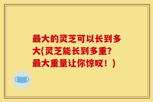 大的灵芝可以长到多大(灵芝能长到多重?大重量让你惊叹!) 大的灵芝可以长到多大(灵芝能长到多重?大重量让你惊叹!)