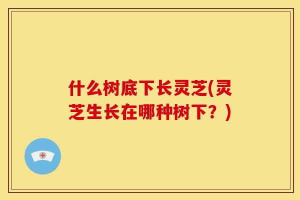 什么树底下长灵芝(灵芝生长在哪种树下?) 什么树底下长灵芝(灵芝生长在哪种树下?)