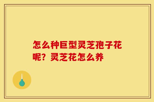 怎么种巨型灵芝孢子花呢?灵芝花怎么养 怎么种巨型灵芝孢子花呢?灵芝花怎么养