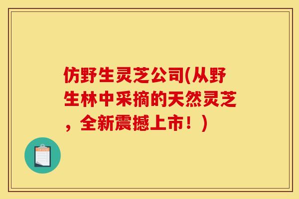 仿野生灵芝公司(从野生林中采摘的天然灵芝,全新震撼上市!) 仿野生灵芝公司(从野生林中采摘的天然灵芝,全新震撼上市!)