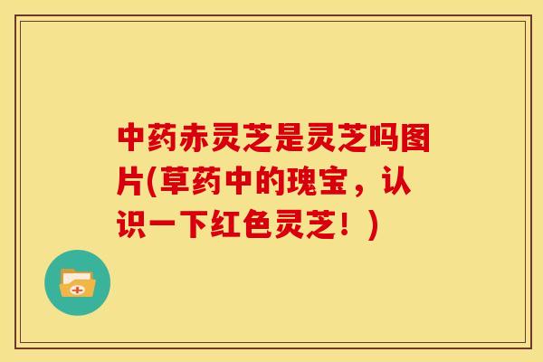 赤灵芝是灵芝吗图片(草药中的瑰宝，认识一下红色灵芝！)