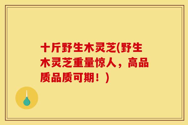 十斤野生木灵芝(野生木灵芝重量惊人，高品质品质可期！)