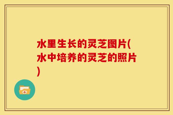 水里生长的灵芝图片(水中培养的灵芝的照片) 水里生长的灵芝图片(水中培养的灵芝的照片)