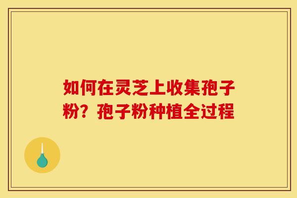 如何在灵芝上收集孢子粉?孢子粉种植全过程 如何在灵芝上收集孢子粉?孢子粉种植全过程