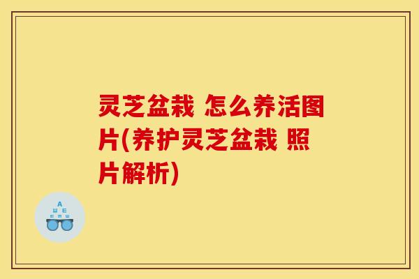 灵芝盆栽 怎么养活图片(养护灵芝盆栽 照片解析) 灵芝盆栽 怎么养活图片(养护灵芝盆栽 照片解析)