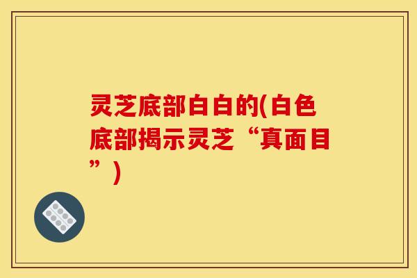 灵芝底部白白的(白色底部揭示灵芝“真面目”) 灵芝底部白白的(白色底部揭示灵芝“真面目”)