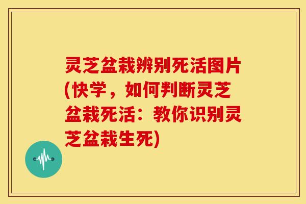 灵芝盆栽辨别死活图片(快学,如何判断灵芝盆栽死活:教你识别灵芝盆栽生死) 灵芝盆栽辨别死活图片(快学,如何判断灵芝盆栽死活:教你识别灵芝盆栽生死)