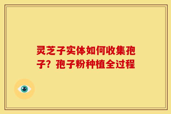 灵芝子实体如何收集孢子?孢子粉种植全过程 灵芝子实体如何收集孢子?孢子粉种植全过程