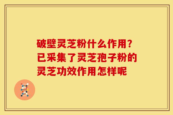 破壁灵芝粉什么作用?已采集了灵芝孢子粉的灵芝功效作用怎样呢 破壁灵芝粉什么作用?已采集了灵芝孢子粉的灵芝功效作用怎样呢