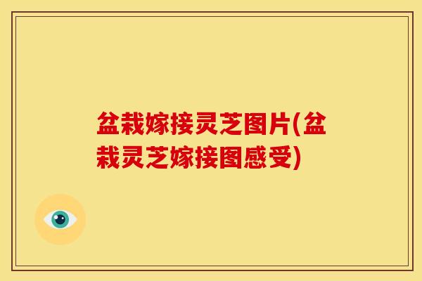 盆栽嫁接灵芝图片(盆栽灵芝嫁接图感受) 盆栽嫁接灵芝图片(盆栽灵芝嫁接图感受)
