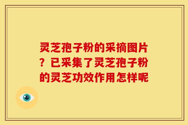 灵芝孢子粉的采摘图片?已采集了灵芝孢子粉的灵芝功效作用怎样呢 灵芝孢子粉的采摘图片?已采集了灵芝孢子粉的灵芝功效作用怎样呢