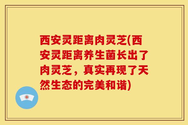 西安灵距离肉灵芝(西安灵距离养生菌长出了肉灵芝,真实再现了天然生态的完美和谐) 西安灵距离肉灵芝(西安灵距离养生菌长出了肉灵芝,真实再现了天然生态的完美和谐)