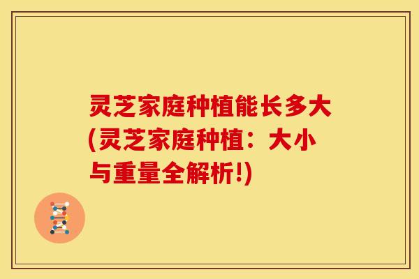 灵芝家庭种植能长多大(灵芝家庭种植:大小与重量全解析!) 灵芝家庭种植能长多大(灵芝家庭种植:大小与重量全解析!)