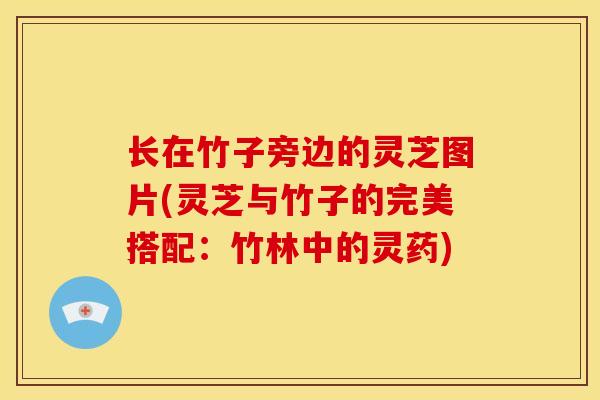 长在竹子旁边的灵芝图片(灵芝与竹子的完美搭配:竹林中的灵药) 长在竹子旁边的灵芝图片(灵芝与竹子的完美搭配:竹林中的灵药)
