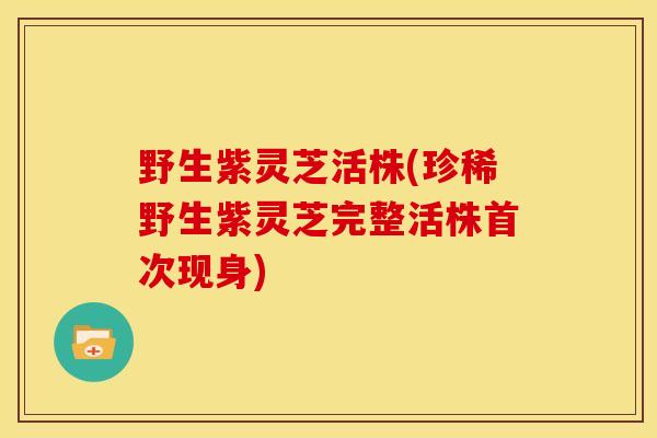 野生紫灵芝活株(珍稀野生紫灵芝完整活株首次现身) 野生紫灵芝活株(珍稀野生紫灵芝完整活株首次现身)