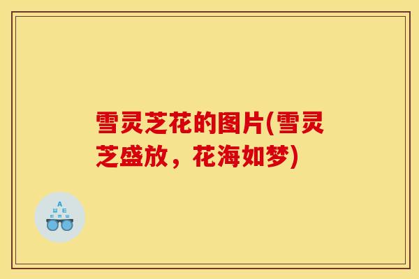 雪灵芝花的图片(雪灵芝盛放,花海如梦) 雪灵芝花的图片(雪灵芝盛放,花海如梦)