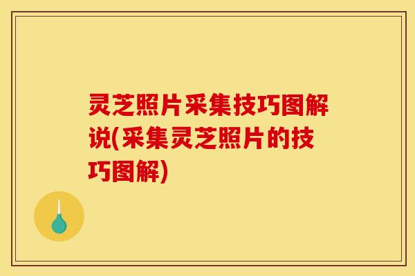灵芝照片采集技巧图解说(采集灵芝照片的技巧图解) 灵芝照片采集技巧图解说(采集灵芝照片的技巧图解)