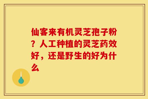 仙客来有机灵芝孢子粉?人工种植的灵芝好,还是野生的好为什么 仙客来有机灵芝孢子粉?人工种植的灵芝好,还是野生的好为什么