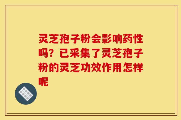 灵芝孢子粉会影响吗?已采集了灵芝孢子粉的灵芝功效作用怎样呢 灵芝孢子粉会影响吗?已采集了灵芝孢子粉的灵芝功效作用怎样呢