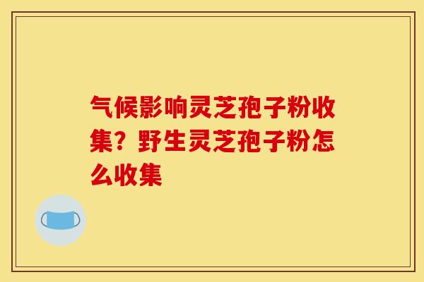 气候影响灵芝孢子粉收集?野生灵芝孢子粉怎么收集 气候影响灵芝孢子粉收集?野生灵芝孢子粉怎么收集