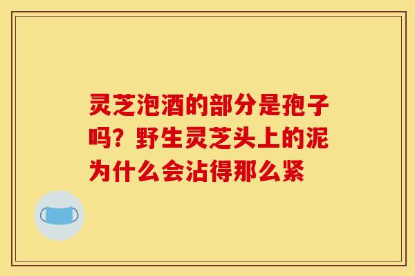 灵芝泡酒的部分是孢子吗?野生灵芝头上的泥为什么会沾得那么紧 灵芝泡酒的部分是孢子吗?野生灵芝头上的泥为什么会沾得那么紧