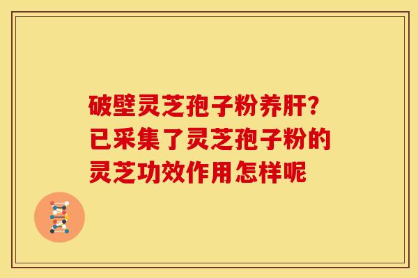 破壁灵芝孢子粉养?已采集了灵芝孢子粉的灵芝功效作用怎样呢 破壁灵芝孢子粉养?已采集了灵芝孢子粉的灵芝功效作用怎样呢