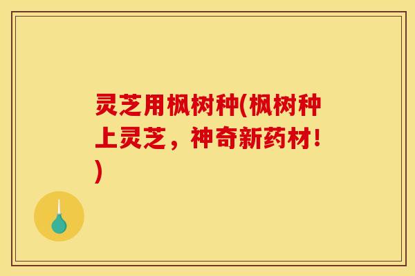 灵芝用枫树种(枫树种上灵芝,神奇新药材!) 灵芝用枫树种(枫树种上灵芝,神奇新药材!)