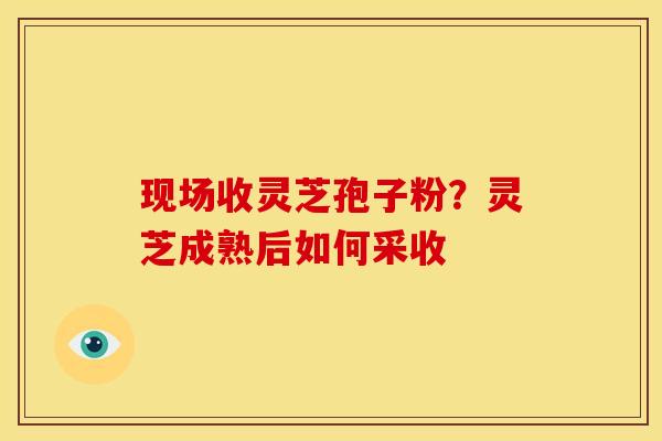 现场收灵芝孢子粉?灵芝成熟后如何采收 现场收灵芝孢子粉?灵芝成熟后如何采收