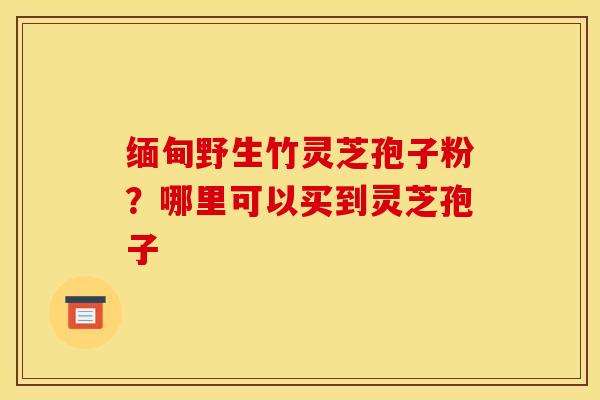 缅甸野生竹灵芝孢子粉？哪里可以买到灵芝孢子