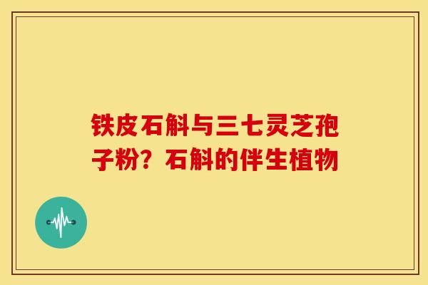 铁皮石斛与三七灵芝孢子粉?石斛的伴生植物 铁皮石斛与三七灵芝孢子粉?石斛的伴生植物