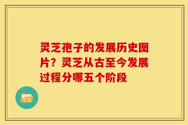 灵芝孢子的发展历史图片?灵芝从古至今发展过程分哪五个阶段 灵芝孢子的发展历史图片?灵芝从古至今发展过程分哪五个阶段
