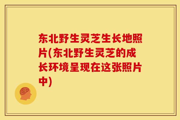 东北野生灵芝生长地照片(东北野生灵芝的成长环境呈现在这张照片中)