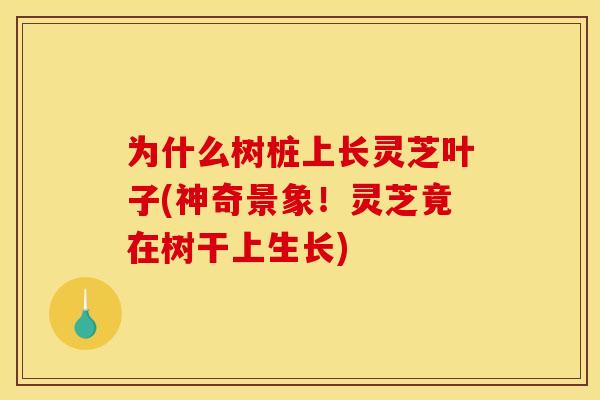 为什么树桩上长灵芝叶子(神奇景象!灵芝竟在树干上生长) 为什么树桩上长灵芝叶子(神奇景象!灵芝竟在树干上生长)