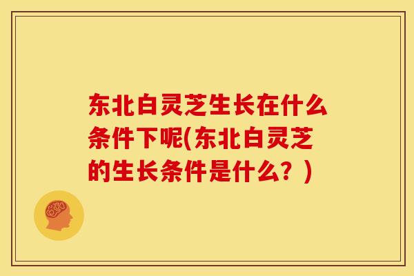 东北白灵芝生长在什么条件下呢(东北白灵芝的生长条件是什么?) 东北白灵芝生长在什么条件下呢(东北白灵芝的生长条件是什么?)
