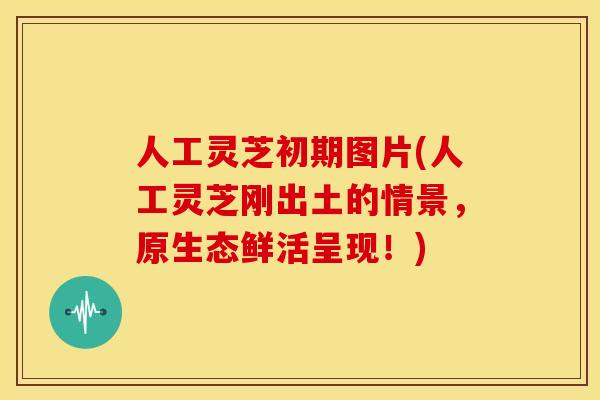 人工灵芝初期图片(人工灵芝刚出土的情景,原生态鲜活呈现!) 人工灵芝初期图片(人工灵芝刚出土的情景,原生态鲜活呈现!)