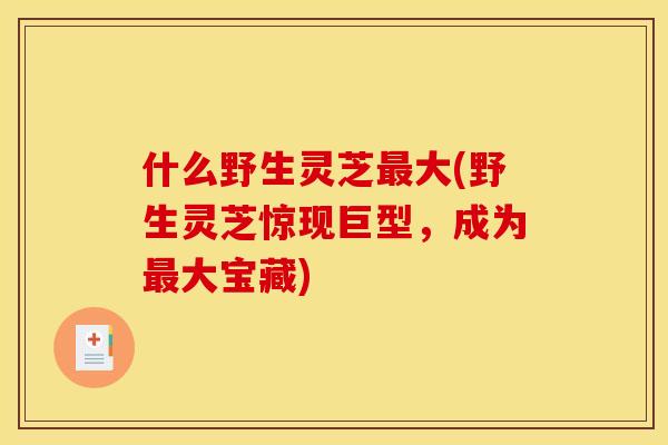什么野生灵芝大(野生灵芝惊现巨型,成为大宝藏) 什么野生灵芝大(野生灵芝惊现巨型,成为大宝藏)