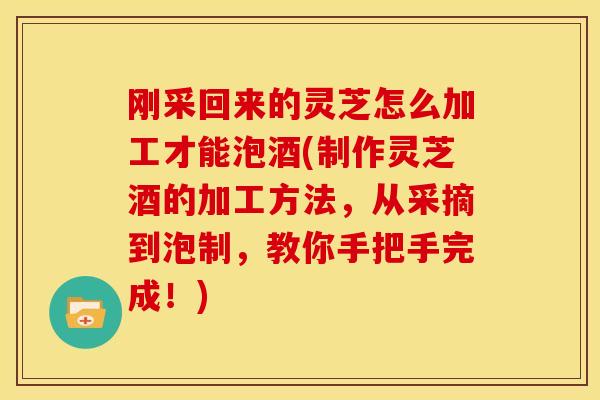 刚采回来的灵芝怎么加工才能泡酒(制作灵芝酒的加工方法,从采摘到泡制,教你手把手完成!) 刚采回来的灵芝怎么加工才能泡酒(制作灵芝酒的加工方法,从采摘到泡制,教你手把手完成!)